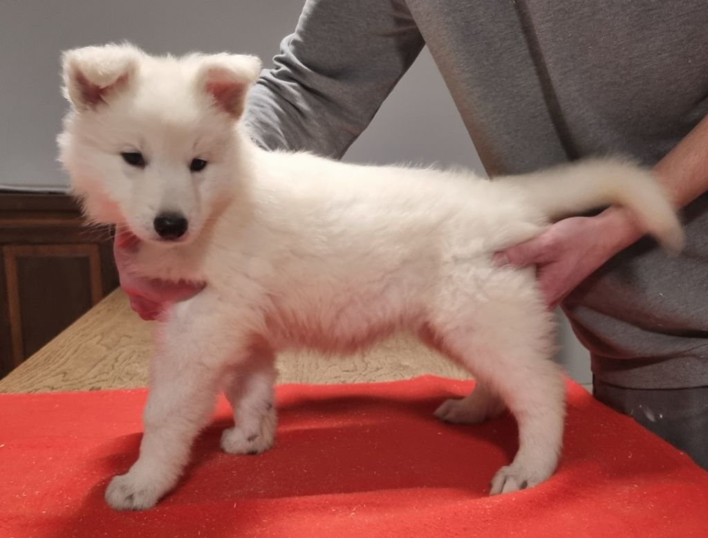 des hirondelles du voyage - Chiots disponibles - Berger Blanc Suisse