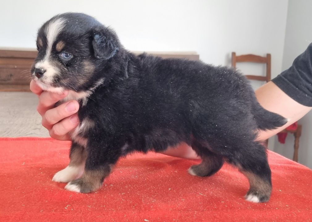 des hirondelles du voyage - Chiots disponibles - Berger Américain Miniature 