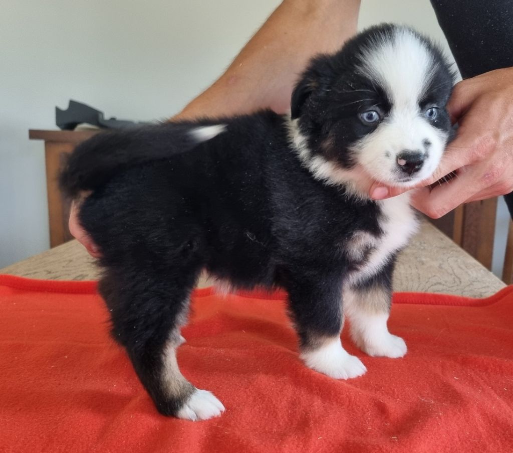 des hirondelles du voyage - Chiots disponibles - Berger Américain Miniature 