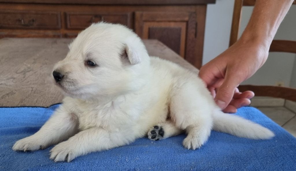 des hirondelles du voyage - Chiots disponibles - Berger Blanc Suisse