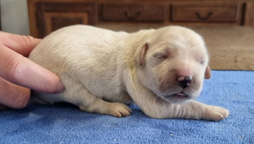 des hirondelles du voyage - Chiots disponibles - Golden Retriever