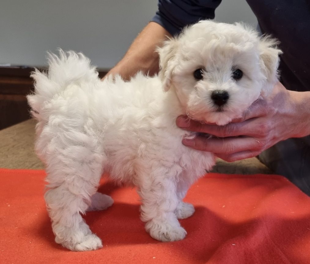 des hirondelles du voyage - Chiots disponibles - Bichon Frise