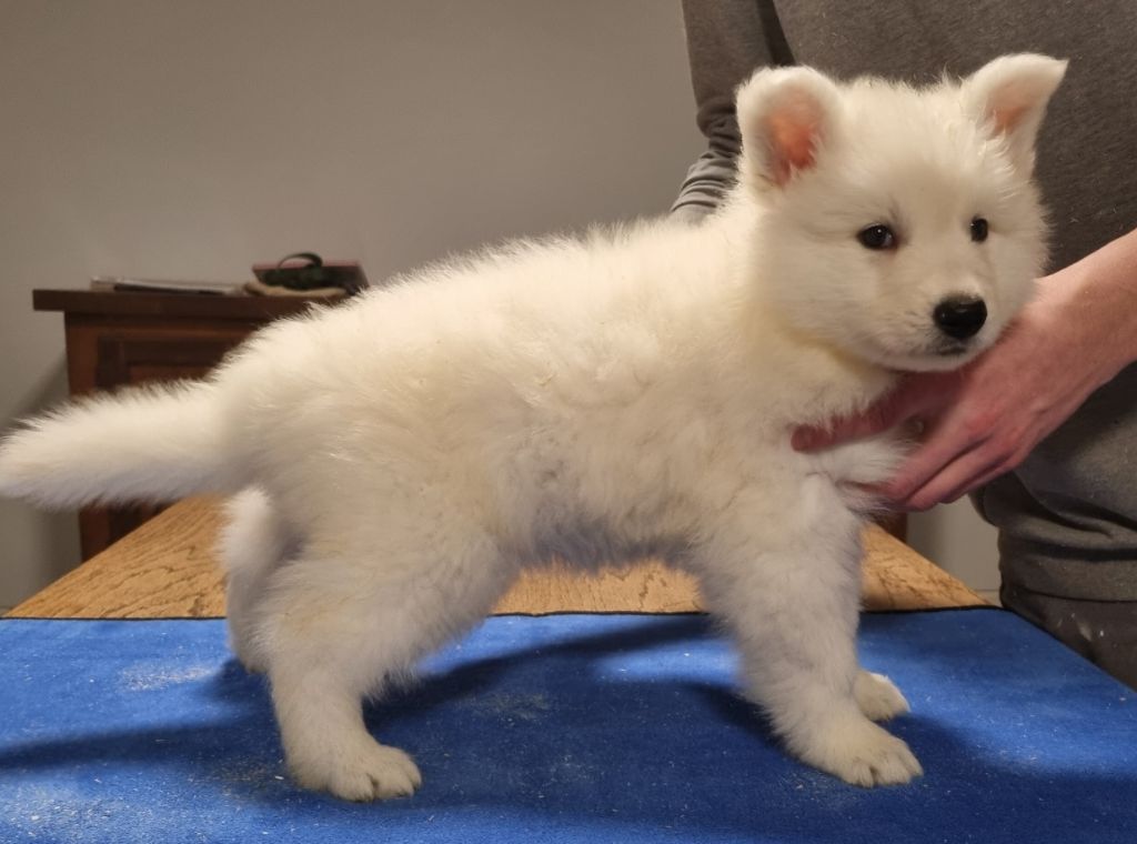 des hirondelles du voyage - Chiots disponibles - Berger Blanc Suisse