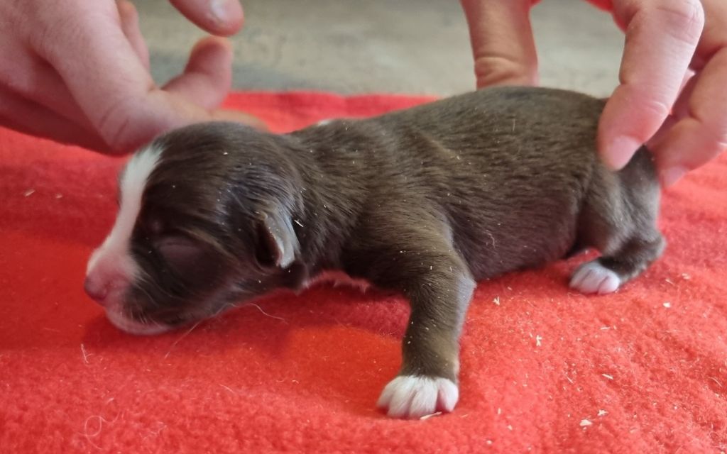 des hirondelles du voyage - Chiots disponibles - Berger Américain Miniature 