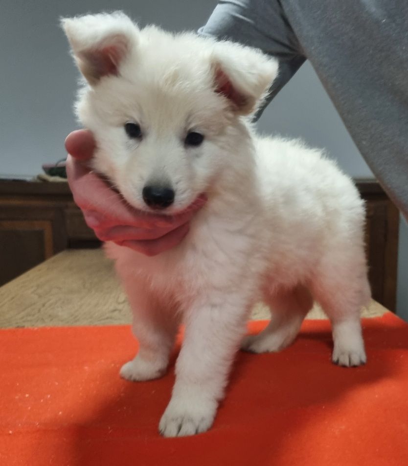 des hirondelles du voyage - Chiots disponibles - Berger Blanc Suisse