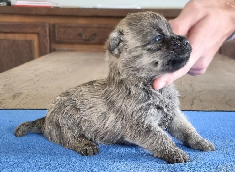 des hirondelles du voyage - Chiots disponibles - Cairn Terrier