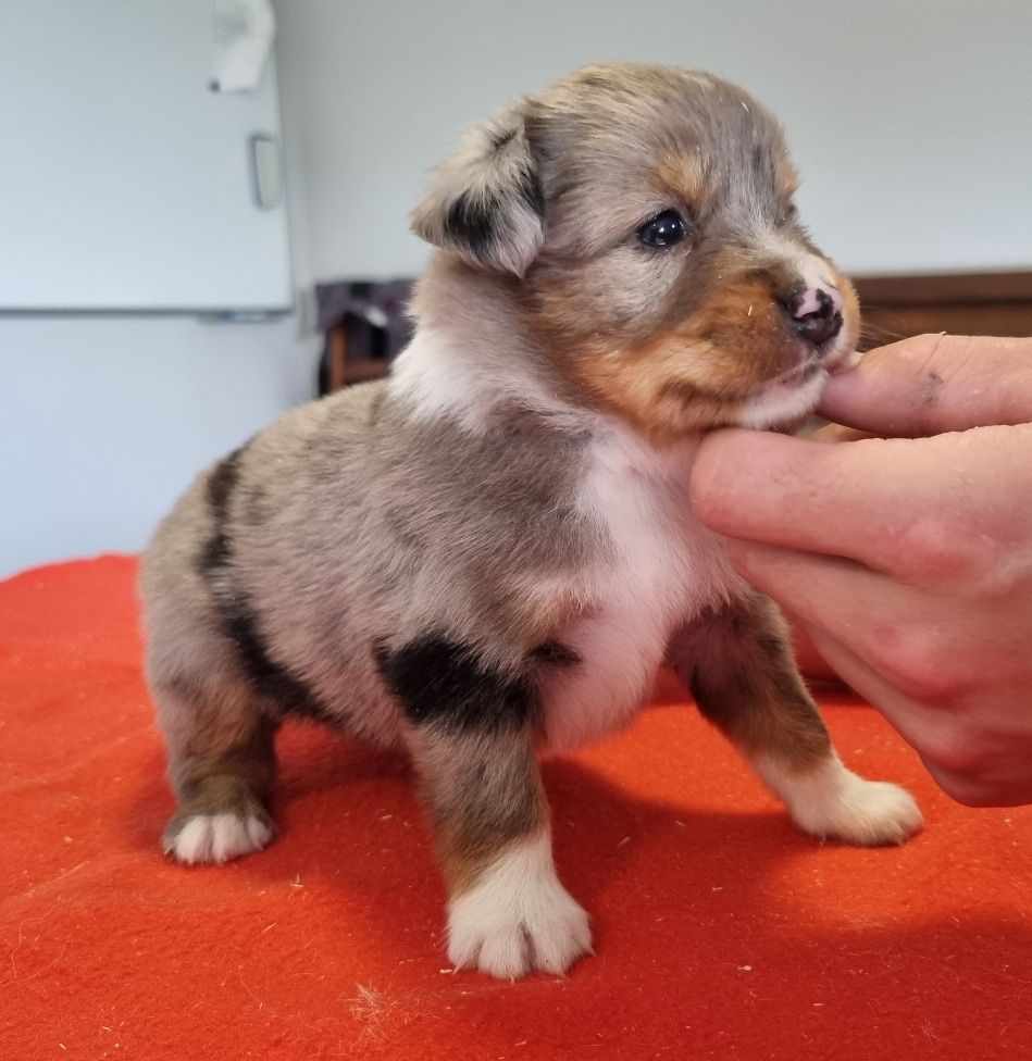des hirondelles du voyage - Chiots disponibles - Berger Américain Miniature 