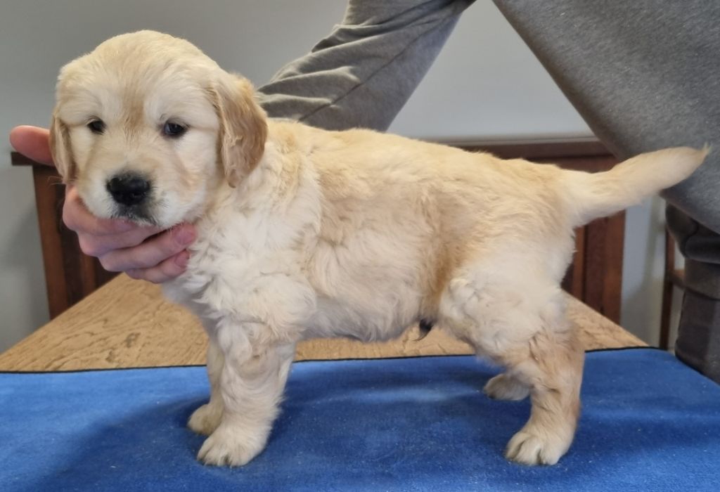 des hirondelles du voyage - Chiots disponibles - Golden Retriever