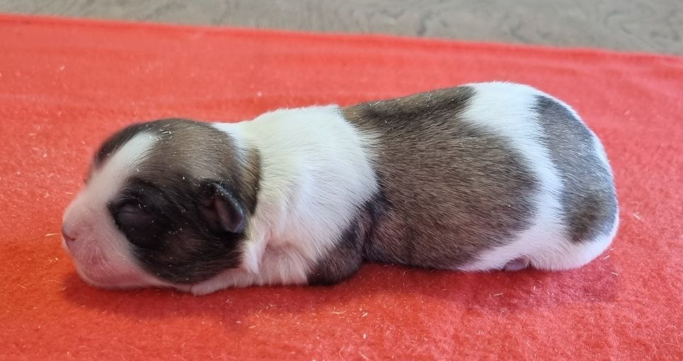 des hirondelles du voyage - Chiots disponibles - Coton de Tulear