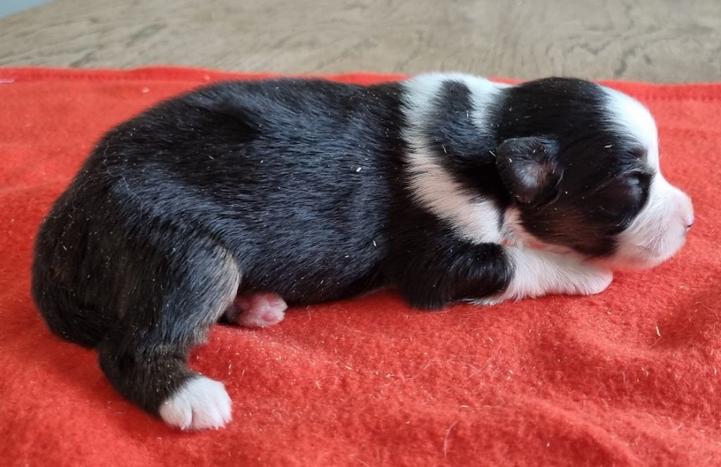 des hirondelles du voyage - Chiots disponibles - Berger Américain Miniature 