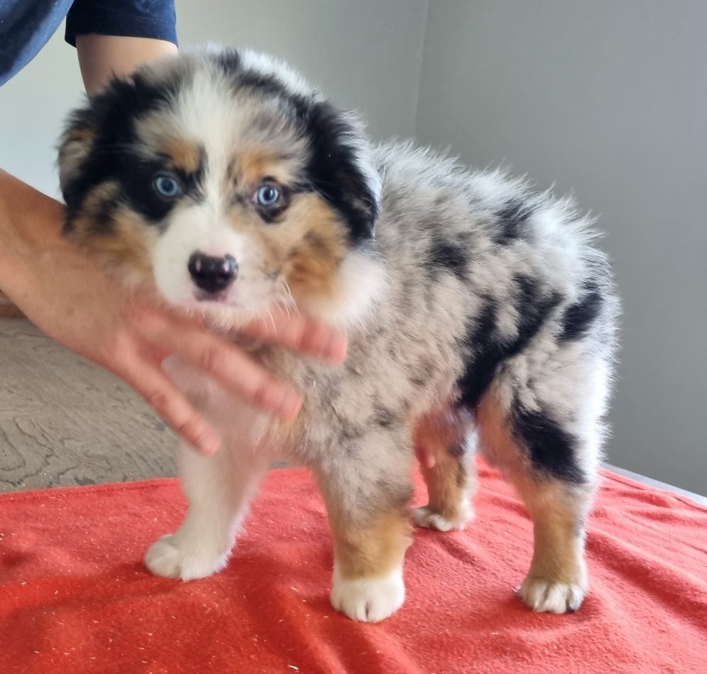 des hirondelles du voyage - Chiots disponibles - Berger Américain Miniature 