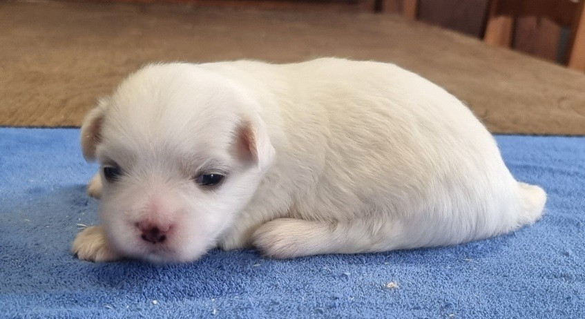 des hirondelles du voyage - Chiots disponibles - Coton de Tulear