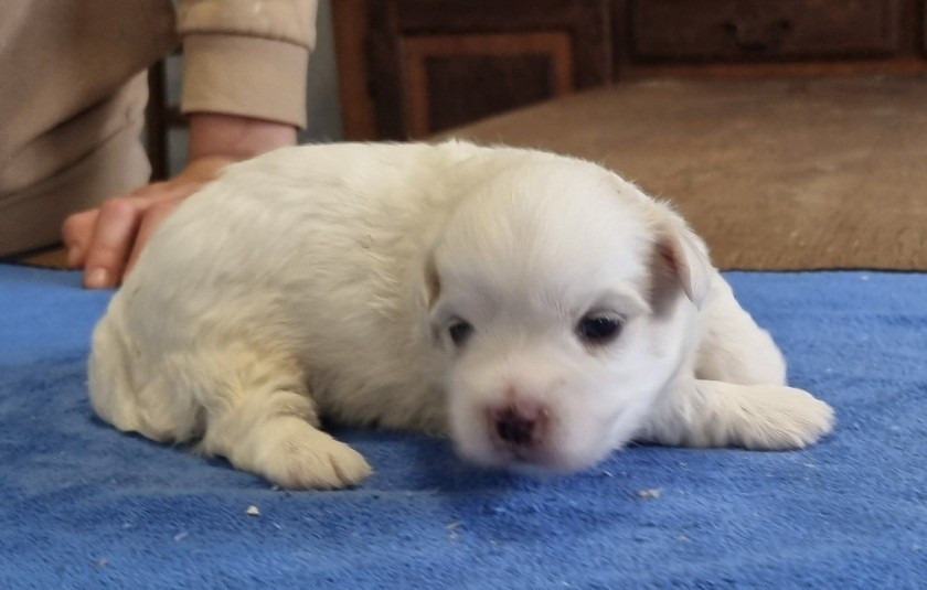 des hirondelles du voyage - Chiots disponibles - Coton de Tulear