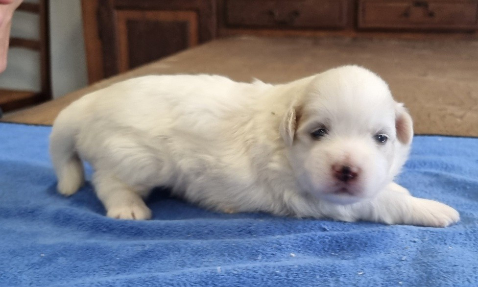 des hirondelles du voyage - Chiots disponibles - Coton de Tulear