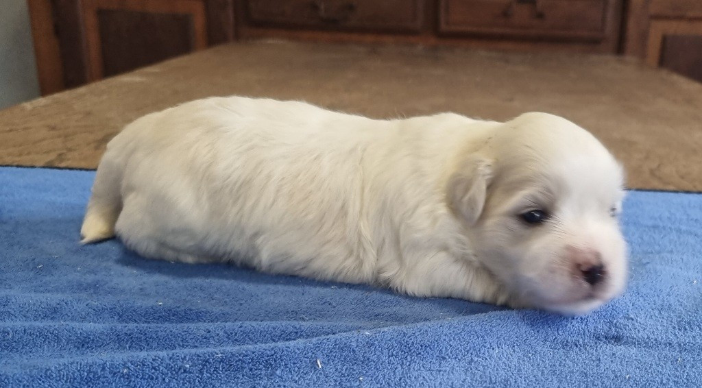 des hirondelles du voyage - Chiots disponibles - Coton de Tulear