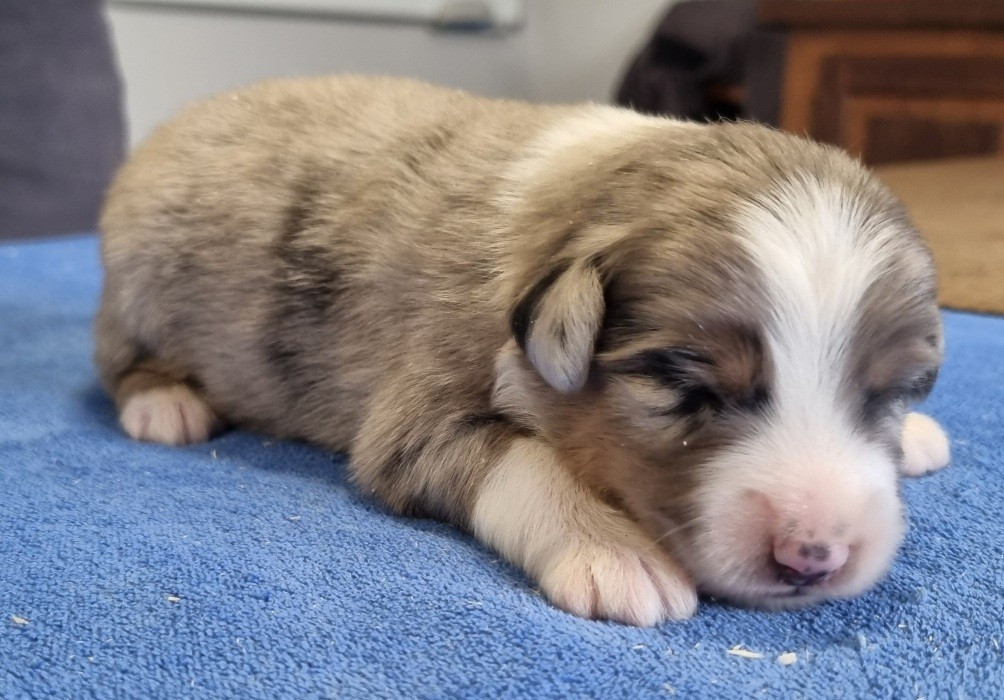 des hirondelles du voyage - Chiots disponibles - Berger Américain Miniature 