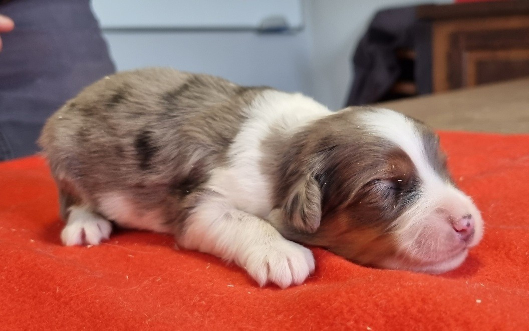 des hirondelles du voyage - Chiots disponibles - Berger Américain Miniature 