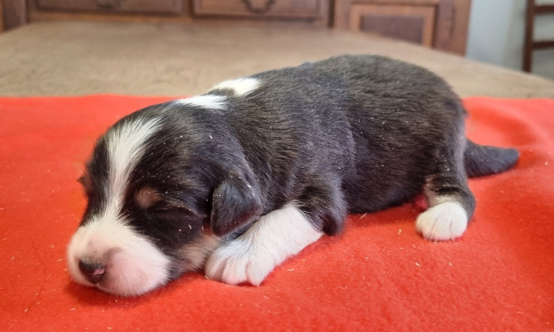 des hirondelles du voyage - Chiots disponibles - Berger Américain Miniature 