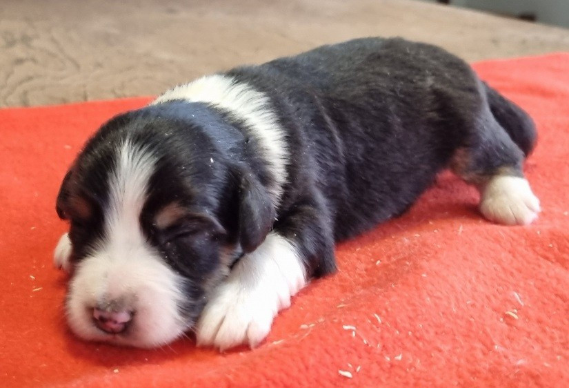 des hirondelles du voyage - Chiots disponibles - Berger Américain Miniature 