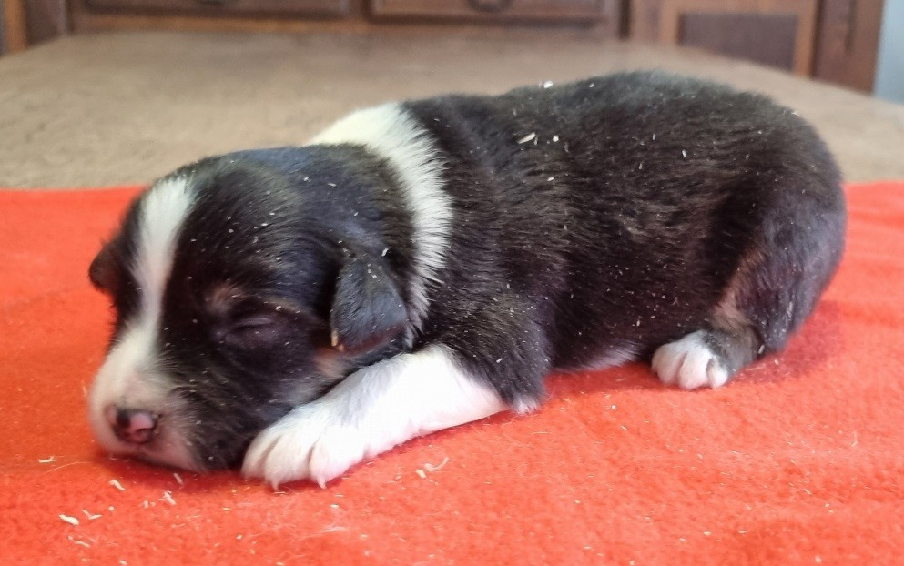 des hirondelles du voyage - Chiots disponibles - Berger Américain Miniature 