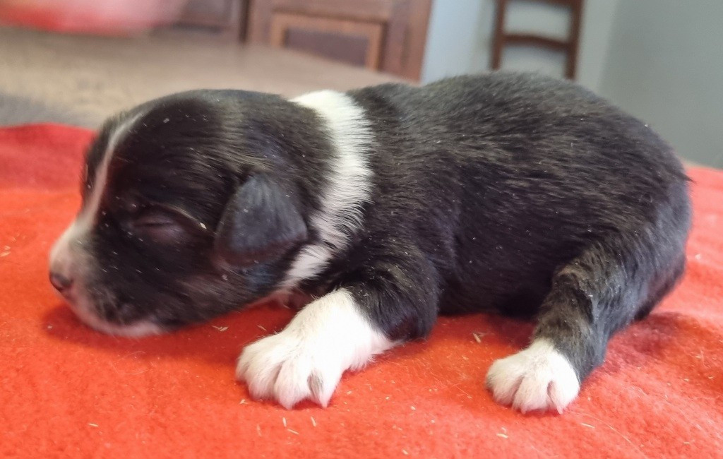 des hirondelles du voyage - Chiots disponibles - Berger Américain Miniature 