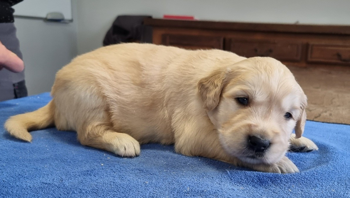 des hirondelles du voyage - Chiots disponibles - Golden Retriever