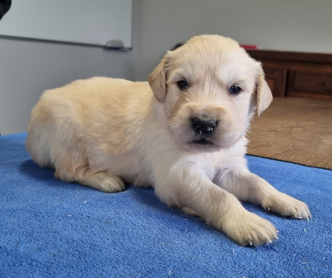 des hirondelles du voyage - Golden Retriever - Portée née le 26/09/2025