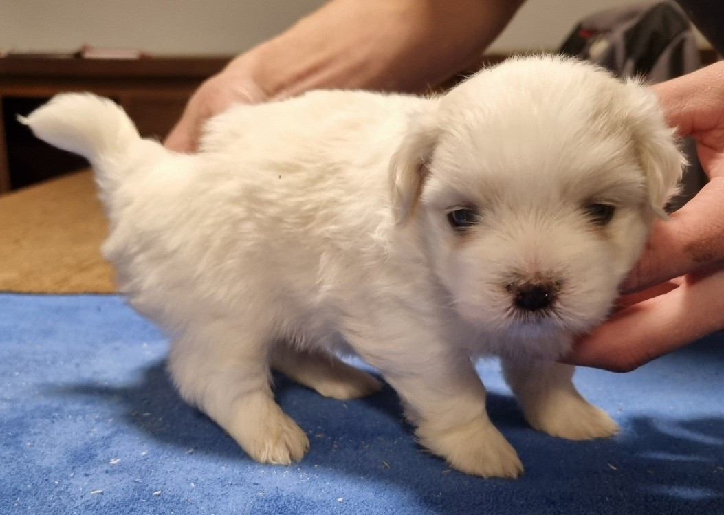 des hirondelles du voyage - Chiots disponibles - Coton de Tulear