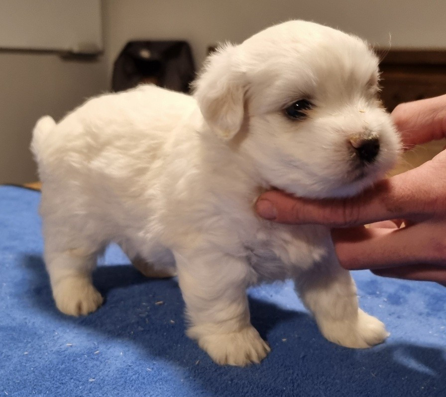 des hirondelles du voyage - Chiots disponibles - Coton de Tulear