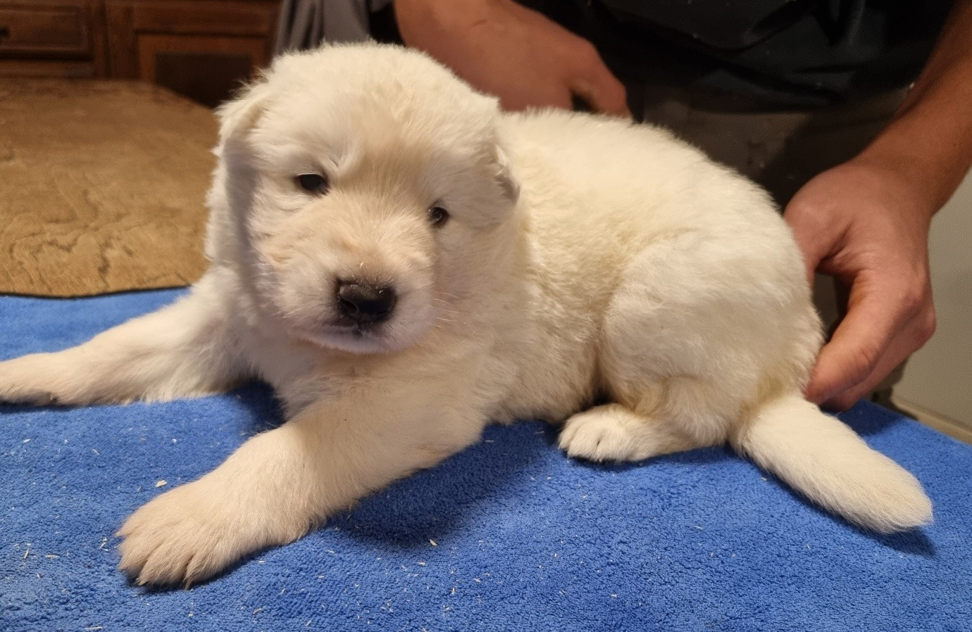 des hirondelles du voyage - Chiots disponibles - Berger Blanc Suisse