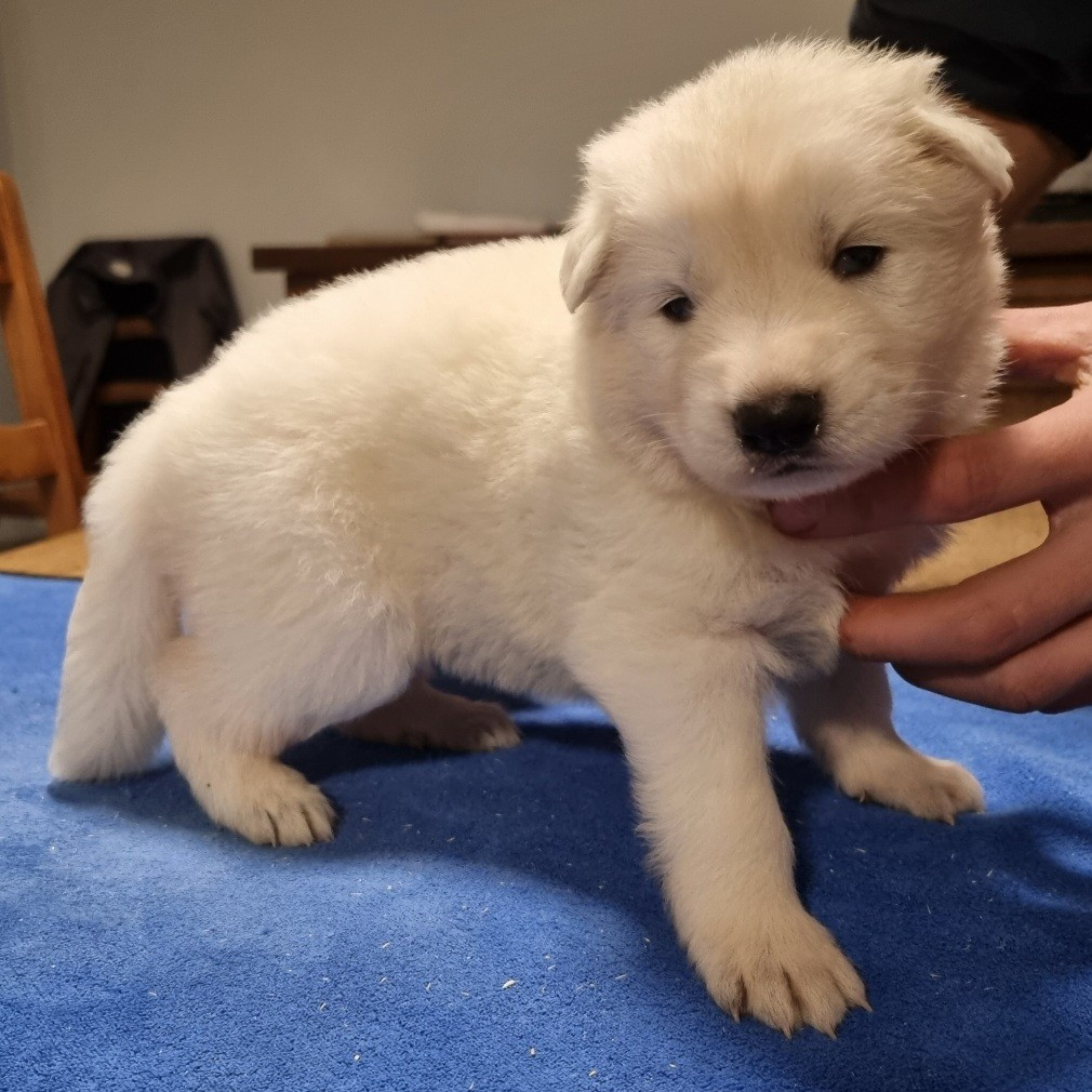 des hirondelles du voyage - Chiots disponibles - Berger Blanc Suisse