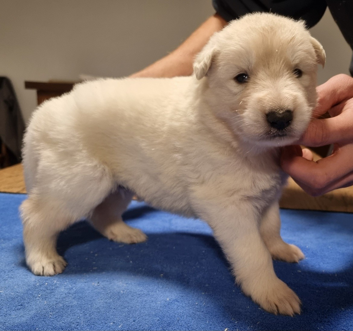 des hirondelles du voyage - Chiots disponibles - Berger Blanc Suisse
