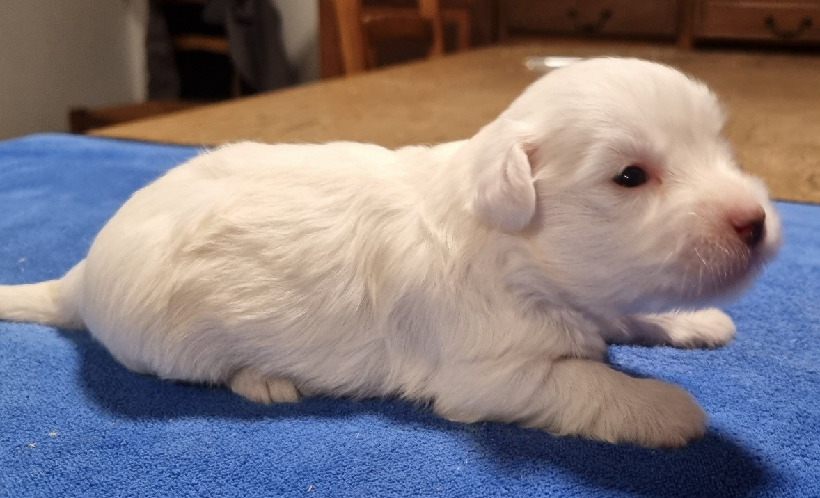 des hirondelles du voyage - Chiots disponibles - Coton de Tulear