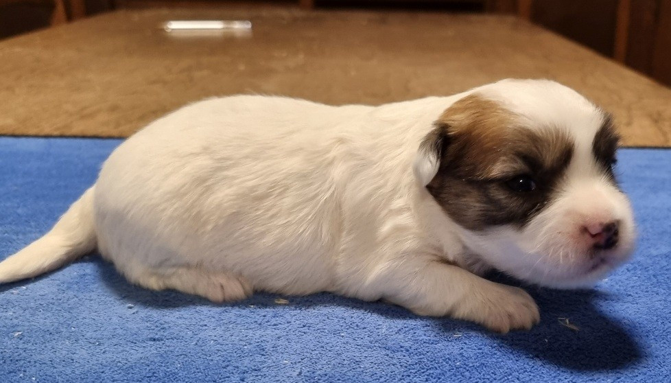 des hirondelles du voyage - Chiots disponibles - Coton de Tulear