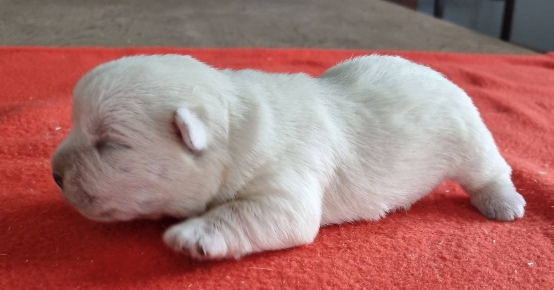 des hirondelles du voyage - Chiots disponibles - West Highland White Terrier