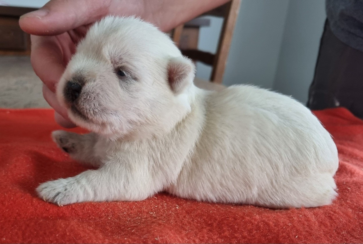 des hirondelles du voyage - Chiots disponibles - West Highland White Terrier