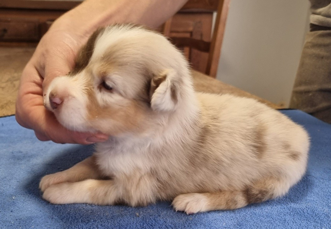 des hirondelles du voyage - Chiots disponibles - Berger Américain Miniature 