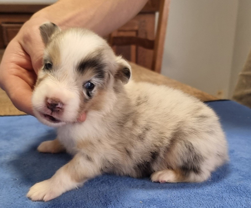 des hirondelles du voyage - Chiots disponibles - Berger Américain Miniature 