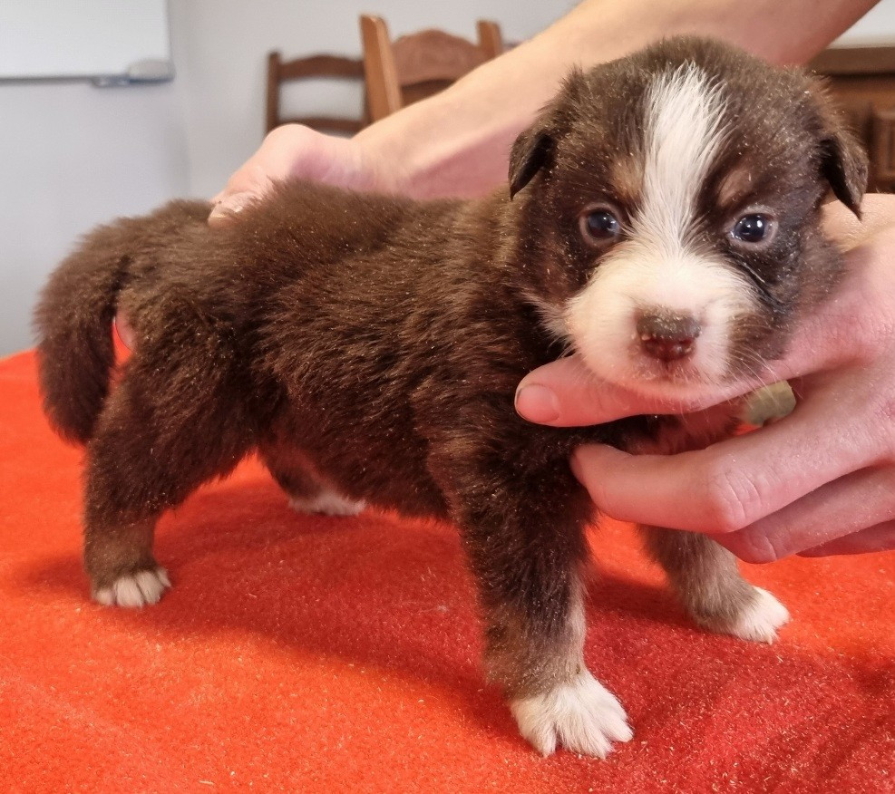 des hirondelles du voyage - Chiots disponibles - Berger Américain Miniature 