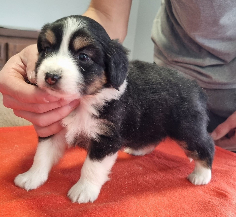 des hirondelles du voyage - Chiots disponibles - Berger Américain Miniature 