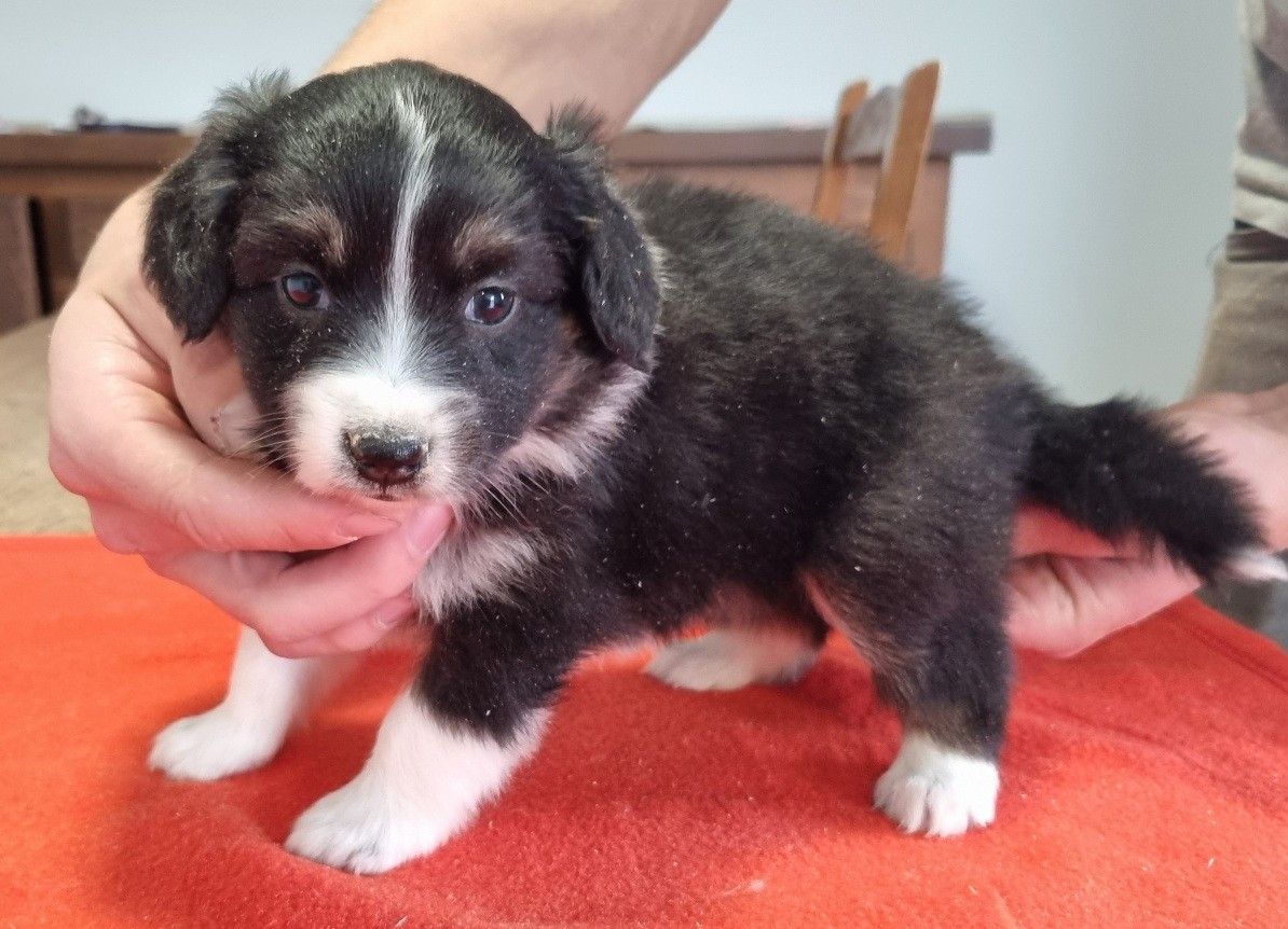 des hirondelles du voyage - Chiots disponibles - Berger Américain Miniature 