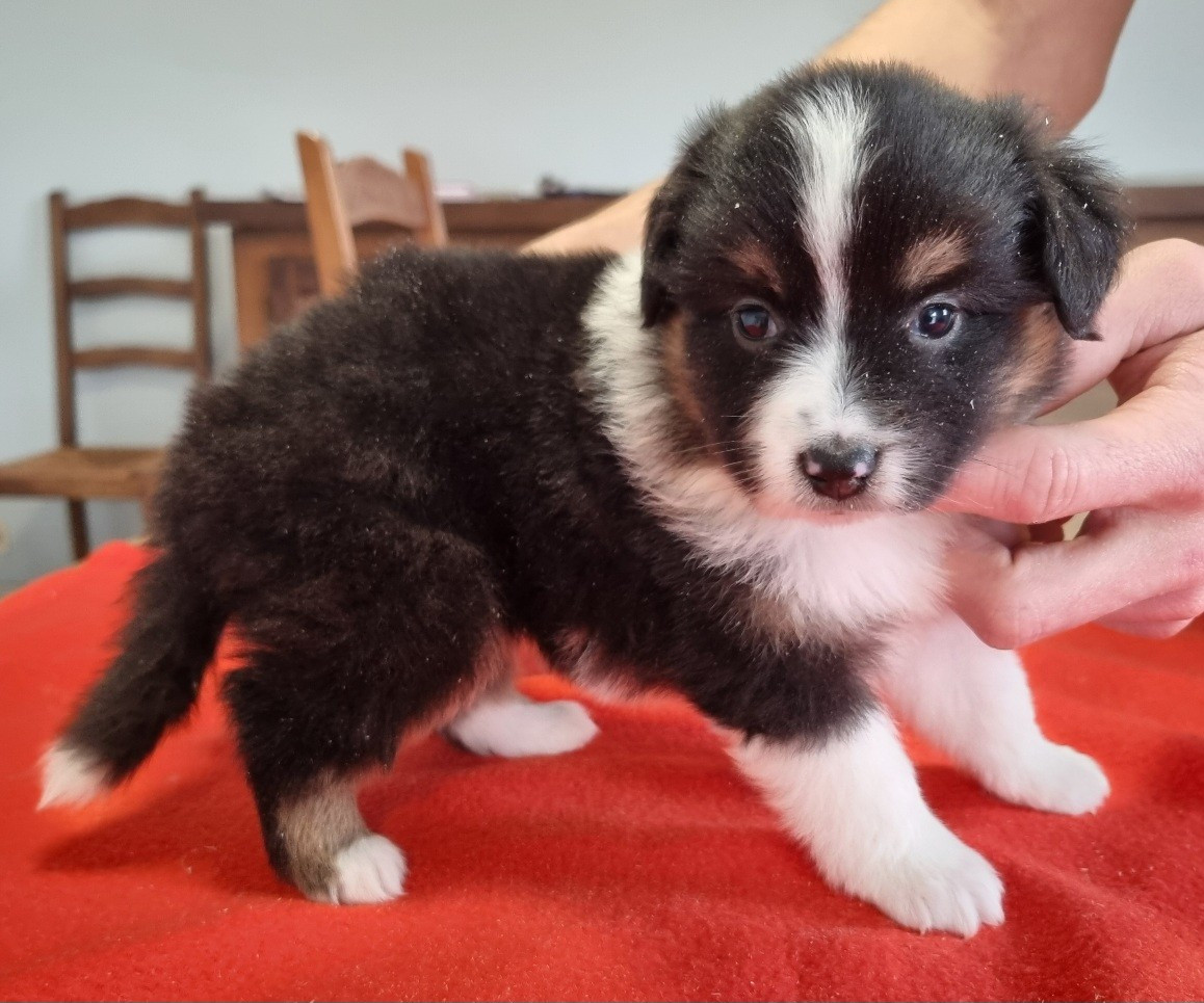 des hirondelles du voyage - Chiots disponibles - Berger Américain Miniature 