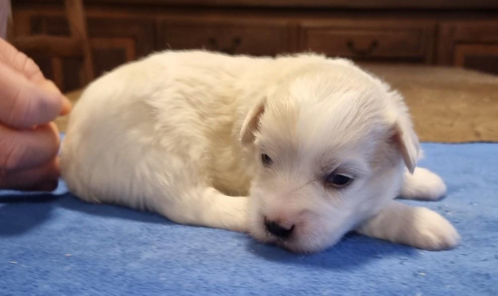 des hirondelles du voyage - Chiots disponibles - Coton de Tulear