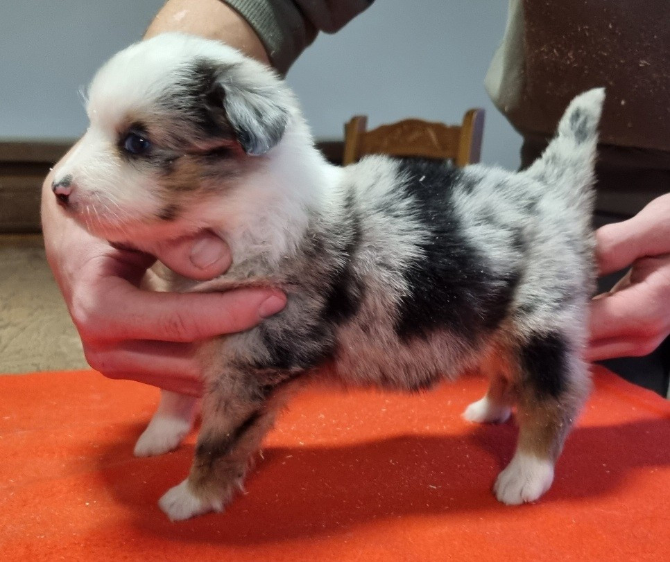 des hirondelles du voyage - Chiots disponibles - Berger Américain Miniature 