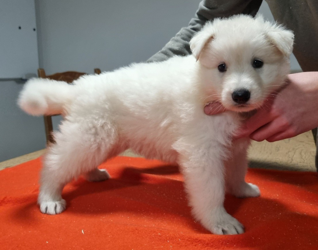 des hirondelles du voyage - Chiots disponibles - Berger Blanc Suisse