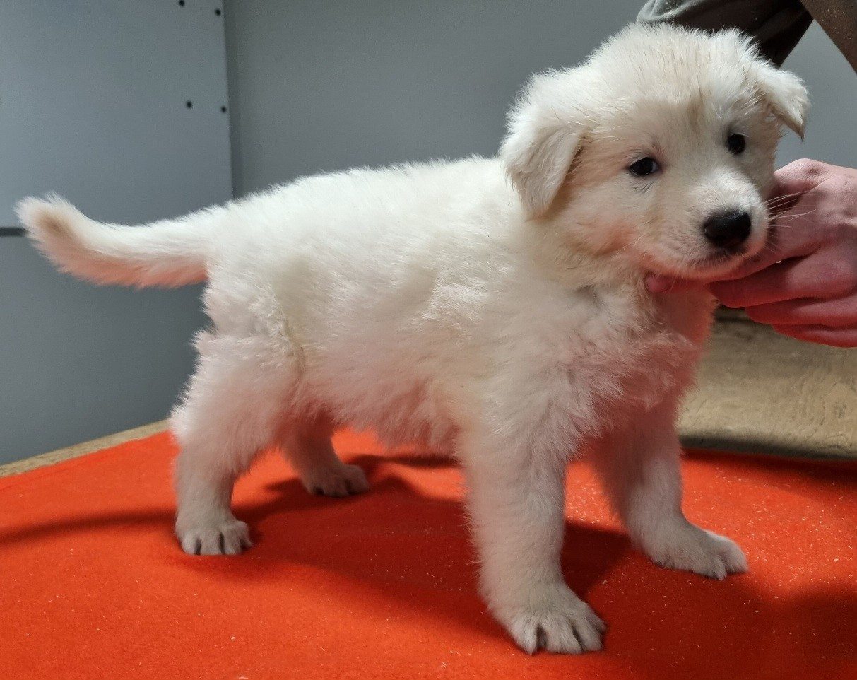 des hirondelles du voyage - Chiots disponibles - Berger Blanc Suisse