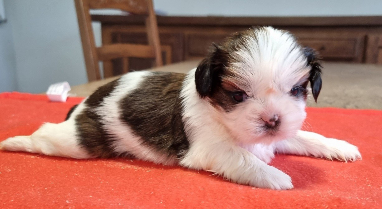 des hirondelles du voyage - Chiots disponibles - Shih Tzu