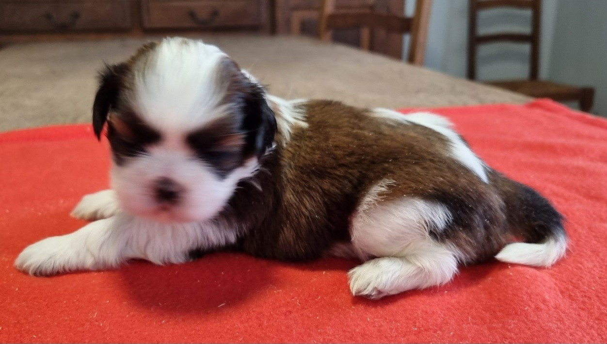 des hirondelles du voyage - Chiots disponibles - Shih Tzu