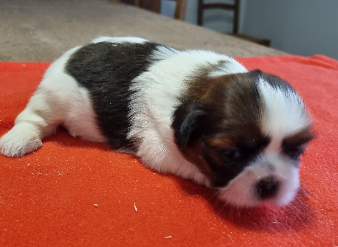 des hirondelles du voyage - Chiots disponibles - Shih Tzu