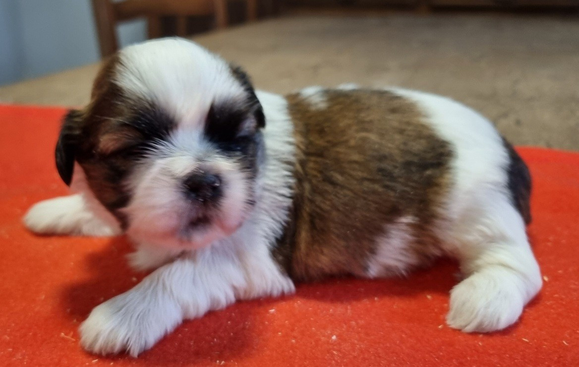 des hirondelles du voyage - Chiots disponibles - Shih Tzu